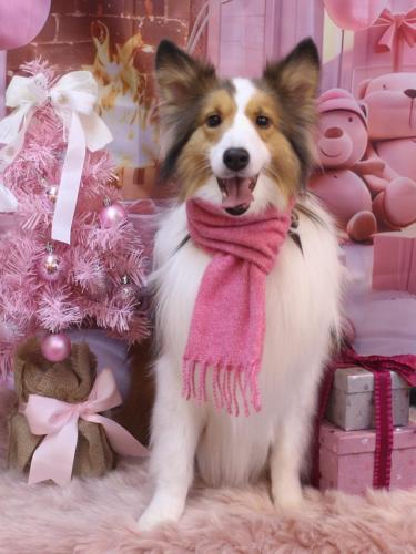 20241224トイくん